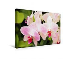 Premium Textil-Leinwand 45 cm x 30 cm quer Orchideen