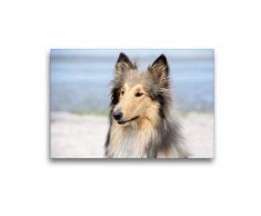Premium Textil-Leinwand 45 x 30 cm Quer-Format Ein Collie begleitet durch das Jahr | Wandbild, HD-Bild auf Keilrahmen, Fertigbild auf hochwertigem Vlies, Leinwanddruck von Andreas und Marina Zimmermann Fotografie GbR