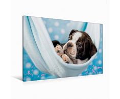 Premium Textil-Leinwand 120 x 80 cm Quer-Format Colored Boston Terrier Blue/White | Wandbild, HD-Bild auf Keilrahmen, Fertigbild auf hochwertigem Vlies, Leinwanddruck von Nicola Kassat Fotografie
