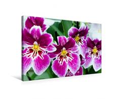 Premium Textil-Leinwand 75 cm x 50 cm quer Miltonia Orchideen