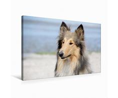 Premium Textil-Leinwand 75 x 50 cm Quer-Format Ein Collie begleitet durch das Jahr | Wandbild, HD-Bild auf Keilrahmen, Fertigbild auf hochwertigem Vlies, Leinwanddruck von Andreas und Marina Zimmermann Fotografie GbR
