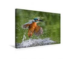 Premium Textil-Leinwand 45 x 30 cm Quer-Format Aus dem Wasser auftauchender Eisvogel | Wandbild, HD-Bild auf Keilrahmen, Fertigbild auf hochwertigem Vlies, Leinwanddruck von Wilfried Martin