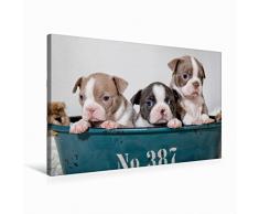 Premium Textil-Leinwand 75 x 50 cm Quer-Format Colored Boston Terrier Geschwister Lilac und Blue / White | Wandbild, HD-Bild auf Keilrahmen, Fertigbild auf hochwertigem Vlies, Leinwanddruck von Nicola Kassat Fotografie
