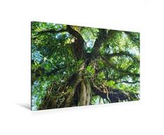 Premium Textil-Leinwand 120 x 80 cm Quer-Format Alter Baum im Botanischen Garten | Wandbild, HD-Bild auf Keilrahmen, Fertigbild auf hochwertigem Vlies, Leinwanddruck von Erika Müller