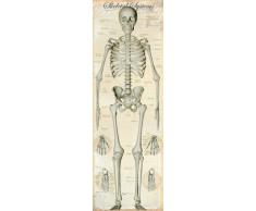 1art1 63293 Anatomie Tür-Poster - Das Menschliche Skelett, In Englisch, 158 x 53 cm