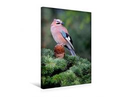 Premium Textil-Leinwand 30 x 45 cm Hoch-Format Eichelhäher | Wandbild, HD-Bild auf Keilrahmen, Fertigbild auf hochwertigem Vlies, Leinwanddruck von Dieter-M. Wilczek