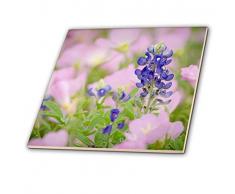 3dRose Texas Bluebonnet und auffällig Nachtkerze Austin, Texas – Keramik Fliesen, 4-Zoll (CT 205303 _ 1)
