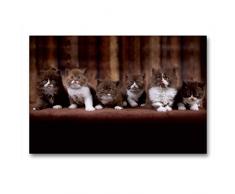 Premium Textil-Leinwand 90 x 60 cm Quer-Format Katzenkinder - Britisch Kurzhaar | Wandbild, HD-Bild auf Keilrahmen, Fertigbild auf hochwertigem Vlies, Leinwanddruck von Wabi Sabi Fotografie by Janina Bürger