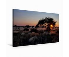 Calvendo Premium Textil-Leinwand 75 cm x 50 cm quer Akazienbaum in der Kalahari-WÃ¼ste in Namibia | Wandbild, Bild auf Keilrahmen, Fertigbild auf echter in Namibia Afrika Orte Orte