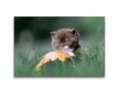 Premium Textil-Leinwand 120 x 80 cm Quer-Format Verregnet Tag - BKH Kitten im Regen | Wandbild, HD-Bild auf Keilrahmen, Fertigbild auf hochwertigem Vlies, Leinwanddruck von Wabi Sabi Fotografie by Janina Bürger