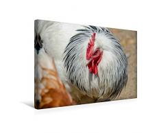 Premium Textil-Leinwand 45 x 30 cm Quer-Format Hahn im Korb | Wandbild, HD-Bild auf Keilrahmen, Fertigbild auf hochwertigem Vlies, Leinwanddruck von Irk Boockhoff