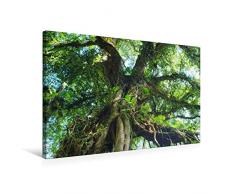 Premium Textil-Leinwand 75 x 50 cm Quer-Format Alter Baum im Botanischen Garten | Wandbild, HD-Bild auf Keilrahmen, Fertigbild auf hochwertigem Vlies, Leinwanddruck von Erika Müller