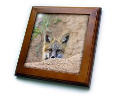 3dRose FT 88871 _ 1 CO, Pike National Forest, rot Fox – US06 bja0242, JAYNES Galerie, gerahmt Fliesen, 8 20,3 cm