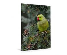Calvendo Premium Textil-Leinwand 80 cm x 120 cm hoch, Halsbandsittich | Wandbild, Bild auf Keilrahmen, Fertigbild auf echter Leinwand, Leinwanddruck: Vögel im heimischen Garten Tiere Tiere
