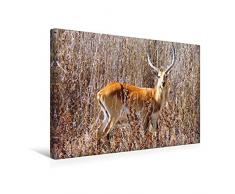 Premium Textil-Leinwand 45 x 30 cm Quer-Format RED LECHWE Rote Sumpfantilope im Südlichen Afrika | Wandbild, HD-Bild auf Keilrahmen, Fertigbild auf hochwertigem Vlies, Leinwanddruck von Barbara Fraatz