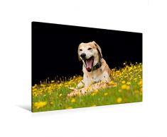 Calvendo Premium Textil-Leinwand 120 cm x 80 cm Quer, Ein lustiges Spielzeug | Wandbild, Bild auf Keilrahmen, Fertigbild auf Echter Leinwand, Leinwanddruck: Azawakh-Ridgeback Hund Tiere Tiere