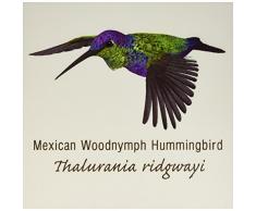 3dRose CT 37144 _ 4 mexikanischen Woodnymph Hummingbird-Ceramic Fliesen, 12 Zoll