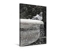 Premium Textil-Leinwand 50 cm x 75 cm hoch Taube am Brunnen