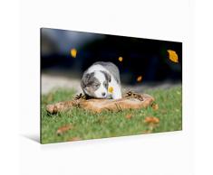 Premium Textil-Leinwand 120 x 80 cm Quer-Format Border Collie Welpe in Holzschale | Wandbild, HD-Bild auf Keilrahmen, Fertigbild auf hochwertigem Vlies, Leinwanddruck von Andrea Mayer Tierfotografie