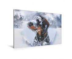 Premium Textil-Leinwand 120 x 80 cm Quer-Format Tiberius Brutus vom Schwindauer Land, Rauhaar, Standard, saufarben | Wandbild, HD-Bild auf Keilrahmen, Fertigbild auf hochwertigem Vlies, Leinwanddruck von Anja Foto Grafia Fotografie