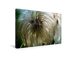 Premium Textil-Leinwand 45 cm x 30 cm quer Zarte, flaumige Clematis
