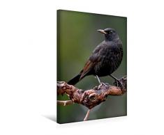 Calvendo Premium Textil-Leinwand 30 cm x 45 cm hoch, Amsel | Wandbild, Bild auf Keilrahmen, Fertigbild auf echter Leinwand, Leinwanddruck: Vögel im heimischen Garten Tiere Tiere