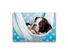 Premium Textil-Leinwand 45 x 30 cm Quer-Format Colored Boston Terrier Blue/White | Wandbild, HD-Bild auf Keilrahmen, Fertigbild auf hochwertigem Vlies, Leinwanddruck von Nicola Kassat Fotografie