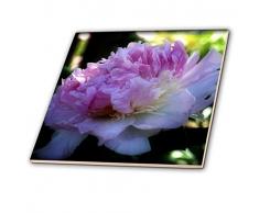 3dRose Fliesen, 4-inch-Ceramic