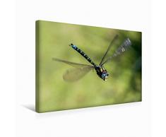 Premium Textil-Leinwand 45 cm x 30 cm quer Blaugrüne Mosaikjungfer (Aeshna cyanea) | Wandbild, Bild auf Keilrahmen, Fertigbild auf echter Leinwand, Leinwanddruck