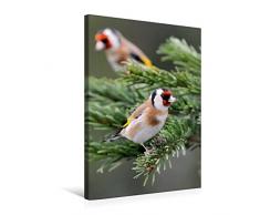 Calvendo Premium Textil-Leinwand 50 cm x 75 cm hoch, Stieglitz | Wandbild, Bild auf Keilrahmen, Fertigbild auf echter Leinwand, Leinwanddruck: Vögel im heimischen Garten Tiere Tiere