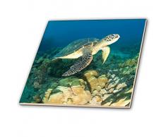 3dRose CT 89949 _ 3 Green Sea Turtle, Makena SP, Maui, hawaii-us12 sws0150-stuart Westmorland-Ceramic Fliesen, 20,3 cm