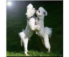 Rikki Knight Bichon Frize Keramik-Fliese, 15,2 x 15,2 cm