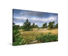 Calvendo Premium Textil-Leinwand 90 cm x 60 cm quer, KrÃ¼ppelkiefern auf dem DarÃ | Wandbild, Bild auf Keilrahmen, Fertigbild auf echter Leinwand, Leinwanddruck Menschen Menschen