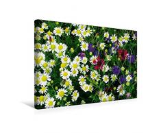 Premium Textil-Leinwand 45 x 30 cm Quer-Format Wildkräuter Schönheiten | Wandbild, HD-Bild auf Keilrahmen, Fertigbild auf hochwertigem Vlies, Leinwanddruck von Avianaarts Design Fotografie by Tanja Riedel