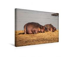 Premium Textil-Leinwand 45 x 30 cm Quer-Format Hippos im südlichen Afrika | Wandbild, HD-Bild auf Keilrahmen, Fertigbild auf hochwertigem Vlies, Leinwanddruck von Udo Quentin