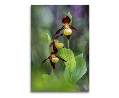 Calvendo Premium Textil-Leinwand 60 cm x 90 cm hoch, Frauenschuh | Wandbild, Bild auf Keilrahmen, Fertigbild auf echter Leinwand, Leinwanddruck: Wilde Orchideen in Deutschland Natur Natur