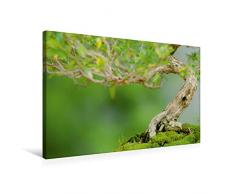 Premium Textil-Leinwand 75 cm x 50 cm quer Bonsai Baum Junischnee