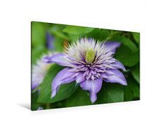 Premium Textil-Leinwand 120 x 80 cm Quer-Format Clematis Multi Blue | Wandbild, HD-Bild auf Keilrahmen, Fertigbild auf hochwertigem Vlies, Leinwanddruck von Gisela Kruse