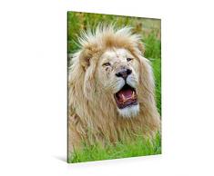 Premium Textil-Leinwand 80 x 120 cm Hoch-Format KATZEN PORTRAITS Weiße Löwen aus Afrika | Wandbild, HD-Bild auf Keilrahmen, Fertigbild auf hochwertigem Vlies, Leinwanddruck von N N