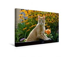 Premium Textil-Leinwand 45 x 30 cm Quer-Format Neugierige rot getigerter Katze in einem blÃ¼henden Garten | Wandbild, HD-Bild auf Keilrahmen, Fertigbild auf hochwertigem Vlies, Leinwanddruck von Katho Menden