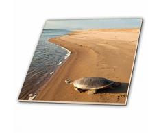 3dRose CT 87135 _ 4 Giant River Schildkröte, playita Strand, Venezuela – SA20 pox0030 – Pete Oxford – Keramik Fliesen, 12 Zoll