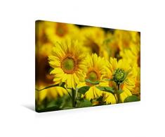 Premium Textil-Leinwand 45 x 30 cm Quer-Format Natur Bilder Kalender | Wandbild, HD-Bild auf Keilrahmen, Fertigbild auf hochwertigem Vlies, Leinwanddruck von Avianaarts Design Fotografie by Tanja Riedel