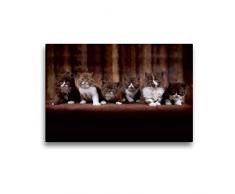 Premium Textil-Leinwand 45 x 30 cm Quer-Format Katzenkinder - Britisch Kurzhaar | Wandbild, HD-Bild auf Keilrahmen, Fertigbild auf hochwertigem Vlies, Leinwanddruck von Wabi Sabi Fotografie by Janina Bürger
