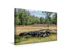 Calvendo Premium Textil-Leinwand 45 cm x 30 cm quer, Heidschnucken Herde | Wandbild, Bild auf Keilrahmen, Fertigbild auf echter Leinwand, Leinwanddruck: In der Lüneburger Heide Orte Orte