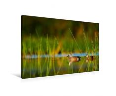 Premium Textil-Leinwand 75 x 50 cm Quer-Format Enten im stillen Wasser | Wandbild, HD-Bild auf Keilrahmen, Fertigbild auf hochwertigem Vlies, Leinwanddruck von Rose Hurley