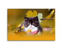 Premium Textil-Leinwand 120 x 80 cm Quer-Format BKH Katzenkind im Herbst | Wandbild, HD-Bild auf Keilrahmen, Fertigbild auf hochwertigem Vlies, Leinwanddruck von Wabi Sabi Fotografie by Janina Bürger