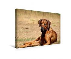 Premium Textil-Leinwand 45 cm x 30 cm quer, Ein Motiv aus dem Kalender Ridgebacks - Hunde aus Afrika | Wandbild, Bild auf Keilrahmen, Fertigbild auf echter Leinwand, Leinwanddruck (CALVENDO Tiere);CALVENDO Tiere