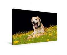 Calvendo Premium Textil-Leinwand 75 cm x 50 cm quer, EIN lustiges Spielzeug | Wandbild, Bild auf Keilrahmen, Fertigbild auf echter Leinwand, Leinwanddruck: Azawakh-Ridgeback Hund Tiere Tiere