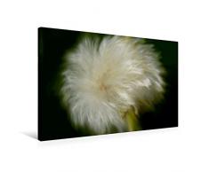 Calvendo Premium Textil-Leinwand 75 x 50 cm Quer-Format Wilde Pusteblume | Wandbild, HD-Bild auf Keilrahmen, Fertigbild auf hochwertigem Vlies, Leinwanddruck von Heike Hultsch Menschen Menschen