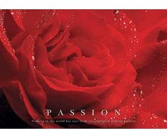 empireposter Motivational - Rose, Passion - Mini Poster Natur Poster Foto Rosen - Grösse 50x40 cm